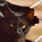 sirocco's Avatar