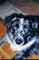 aussieshep's Avatar
