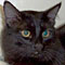 Must Love Mutts's Avatar