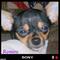 ChihuahuaAddict's Avatar