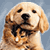 puppylove11's Avatar