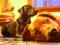 nel's_rock's_mommy's Avatar