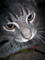 luna_kitsune's Avatar