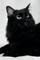 DarbyTheCat's Avatar