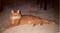 Bobcat Rosie's Avatar
