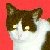 Kittyfoot's Avatar