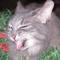 Oaky's Avatar