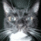 Blackfly's Avatar
