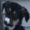 a puppy's life's Avatar