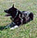 k9arson's Avatar