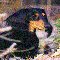 Dachshund_dog's Avatar