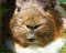 Treen's Avatar