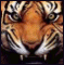 -Panther-'s Avatar