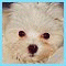 angelpuppy's Avatar