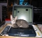 KILLER_KITTY's Avatar