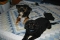 angelkitty023's Avatar