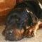 RottnRotties's Avatar