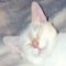 furbabymom's Avatar