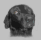 Mutt's Avatar