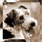 ginger's Avatar
