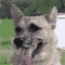 puppyluvs's Avatar