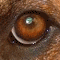 Rhodie's Avatar