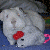 guineapiglover4ever's Avatar