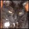 KittyKatLover's Avatar