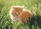 mishko's Avatar