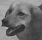 crsvstang's Avatar