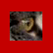 King Spartacus's Avatar