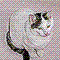 merril's Avatar