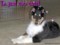 Love That Collie's Avatar