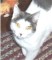 catlover65's Avatar