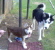 husky_lover's Avatar
