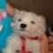 Maltipoo's Avatar