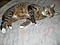 catlover32648's Avatar