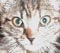 Tigeress's Avatar