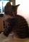 Saz's Avatar