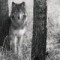 CattleDogMom's Avatar
