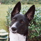 konagirl's Avatar
