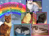 http://petoftheday.com/talk/image.php?type=sigpic&userid=4721&dateline=1302821  924