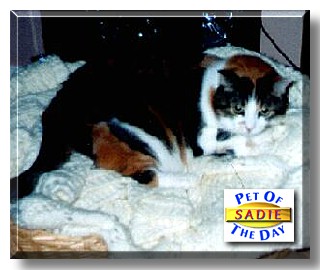 Sadie, the Pet of the Day