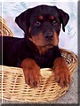 Cane the Rottweiler