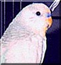 Hypnos the American Parakeet