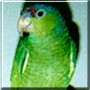 Aramis the Lilac Crowned Amazon Parrot