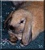 Scoobie the Dwarf Lop Rabbit