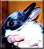 Edgar the Netherland Dwarf Bunny
