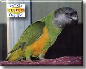 Beeper, the Pet of the Day