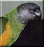 Beeper the Senegal Parrot